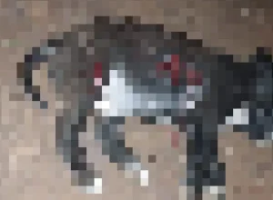 1781797242551-1uzhjrsszr3
