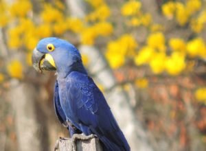 3-Close-da-arara-azul-na-regiao-de-Piraputanta-com-ipe-amarelo-ao-fundo.-Foto-CEZAR-CORREA-730x480