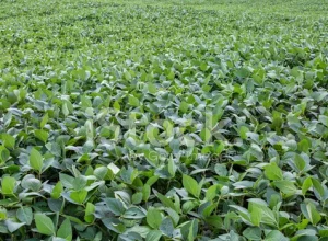 44024526-green-soybean-field