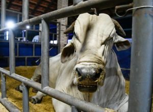 Abertura-Expogrande-2025-19-730x480