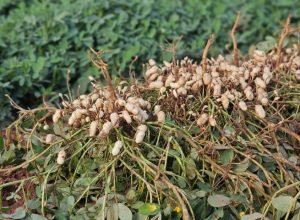 AmendoGloria-Semadesc-Amendoim-Beretta-14-730x480