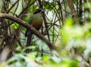 Ave-Juruva-Geancarlo-Merighi-730x480