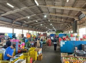 CEASA-IMAGENS-2-730x480