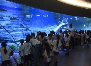 Caixa-Encantada-no-Bioparque-Foto-Bruno-Rezende-07-730x480