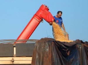 Colheita-milho-Foto-Alvaro-Rezende-730x480