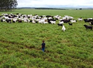 Criacao-de-gado-Foto-Bruno-Rezende-24-730x480