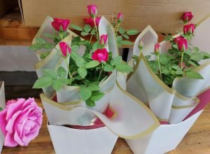 FLORES-3