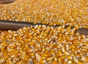 Fazenda Cachoeira Bandeirantes _2