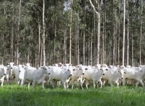 Foto-Saul-Schramm-2-730x480