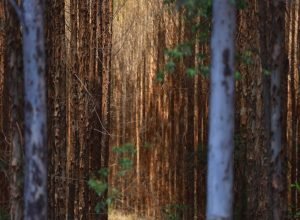 Fotos-Alvaro-Rezende-3-2-730x480