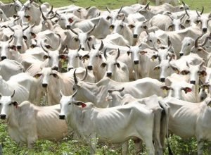 Gado-Foto-Saul-Schramm-1-730x480