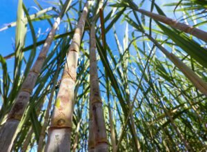 Governador-participa-da-Expocanas-Foto-Alvaro-Rezende-11