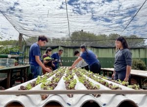 Horta-Hidroponica-Escola-Estadual-Foto-Cid-Nogueira-SED-1-768x576