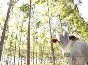 Integracao-Lavoura-Pecuaria-Floresta-Foto-Joao-Carlos-Castro-Famasul-730x480