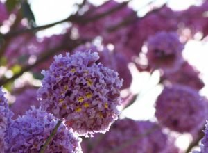 Ipes-Foto-Bruno-Rezende-08-730x480