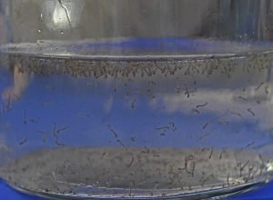 Mosquito-da-dengue-Foto-Bruno-Rezende-01-730x480-1