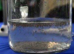 Mosquito-da-dengue-Foto-Bruno-Rezende-02-730x480