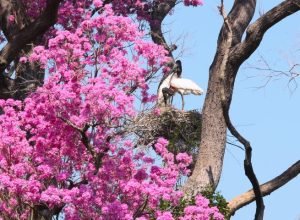 Pantanal-Foto-Saul-Schramm-11-730x480