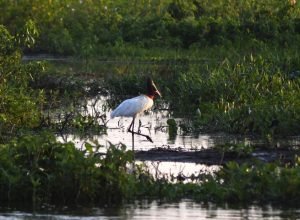 Pantanal-Tuiuiu-Foto-Bruno-Rezende-04-730x480