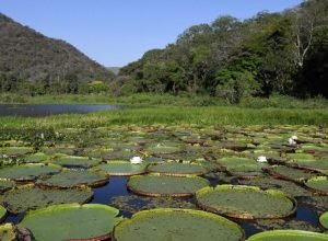 Pantanal-Vitoria-Regia-Foto-Bruno-Rezende-02-730x480