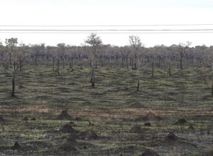 Regiao-do-Pantanal-em-Julho-de-2024-Foto-Bruno-Rezende-01-730x480