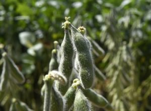 Soja-Foto-Bruno-Rezende-01-730x480