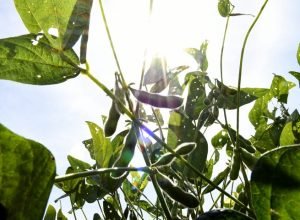 Soja-Foto-Bruno-Rezende-03-730x480