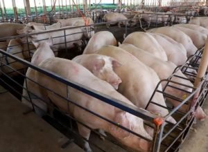 Suinocultura-730x480