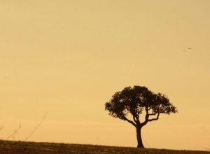 Tempo-Seco-AR1-scaled-e1710515830610-730x480