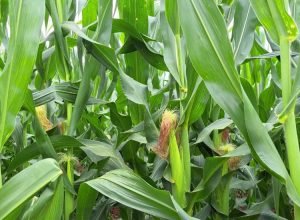 WhatsApp Image 2025-03-18 at 18.20.19_1