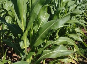 WhatsApp Image 2025-05-14 at 19.44.23_0