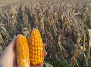 WhatsApp Image 2025-10-06 at 09.43.20_0