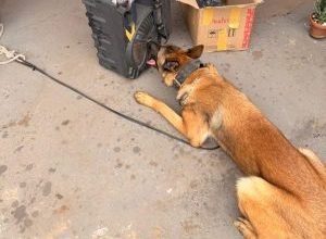 WhatsApp-Image-2025-11-14-at-15.50.10-300x297