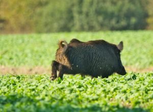 a-wild-boar-running-through-a-rural-field-2026-05-19-21-29-16-utc_0