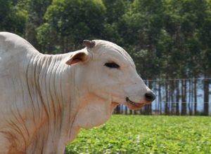 boi-e1748032094526-730x480