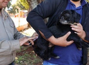 cachorro-