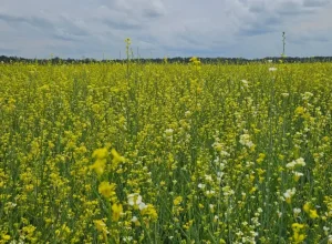 carinata-2048x1152-1-730x480