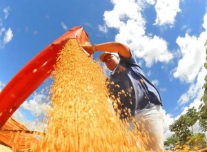 colheita-de-soja-foto-alvaro-rezende-3-730x480govcg