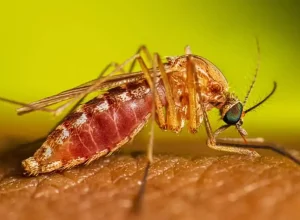 culex-quinquefasciatus-female-feeding-16-9