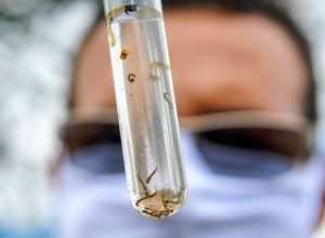 dengue-oto-Paulo-H.-CarvalhoAgencia-Brasilia-730x480-1