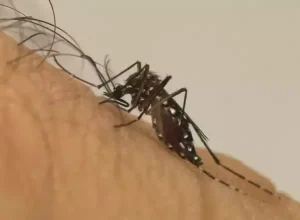dengue