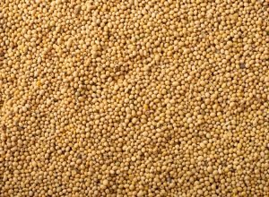 dry-uncoocked-soybeans-background-flat-lay-view-2026-03-24-09-58-56-utc_0