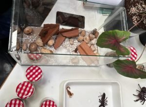 escorpioes-helton-davis-730x480