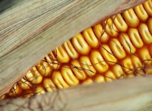 extreme-close-up-of-corn-on-the-cob-2026-01-11-09-22-01-utc_0