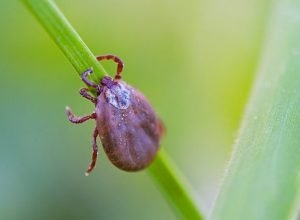 febre-maculosa-agencia-gov-730x354