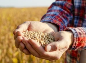 handful-of-soy-beans-in-farmer-hands-on-field-back-2025-03-10-00-36-21-utc_0