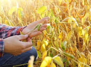 harvest-ready-soy-pods-in-farmer-hands-on-field-ba-2026-03-19-23-40-58-utc