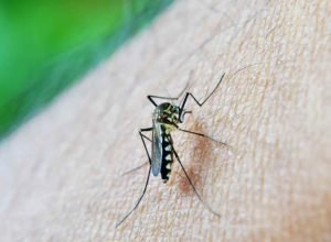 mosquito_1775665554,8317