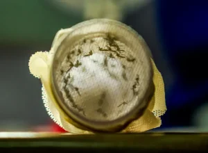 mosquitos_com_wolbachia4