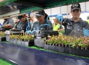 mulheresviveirojuntas-mairinco-730x480